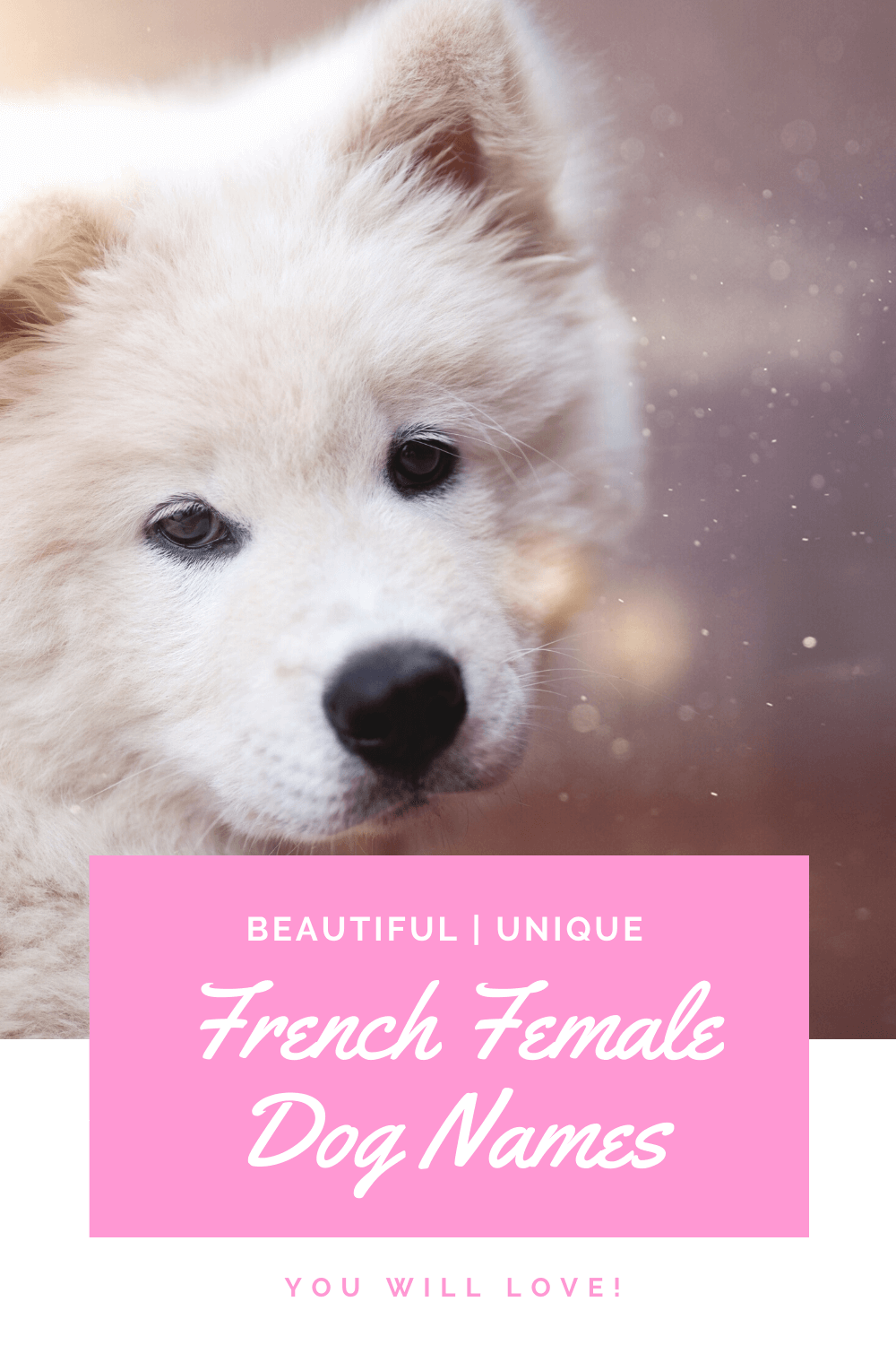 Top French Female Dog Names