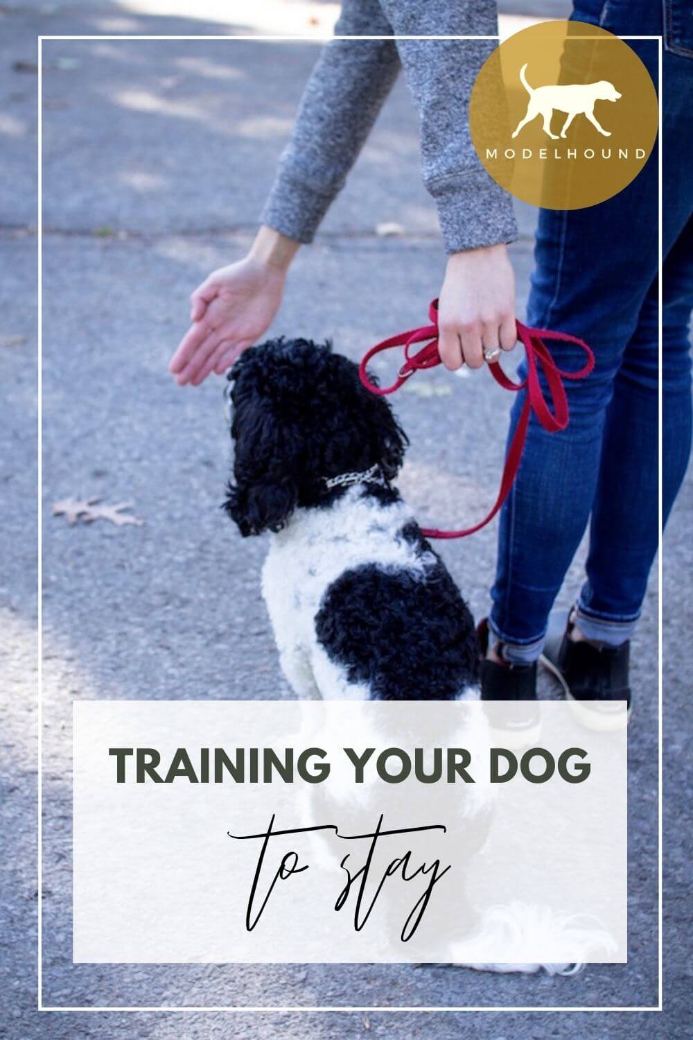 how do you train a dog to stay