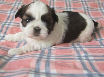 Ckc shih clearance tzu